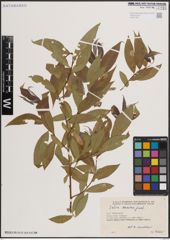 Foto von Salix excelsa S. G. Gmel.